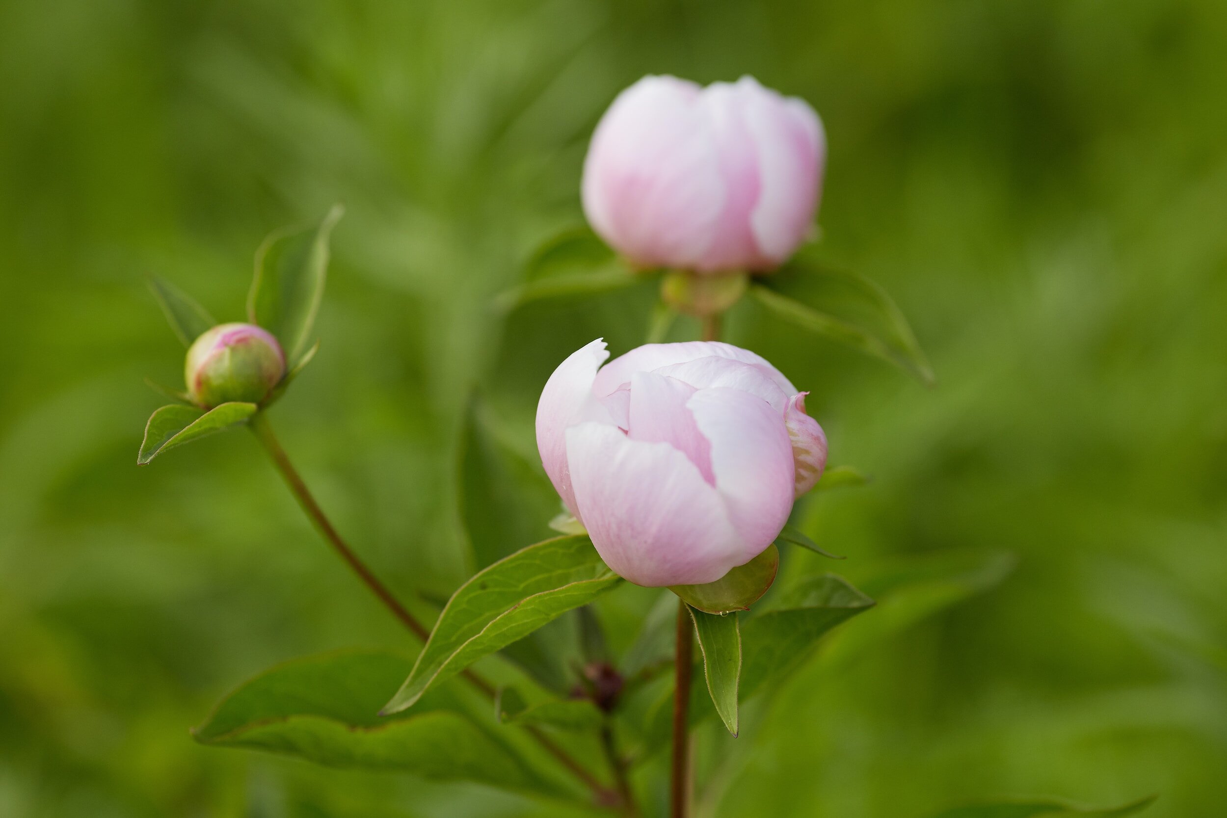 Peony fertilizer outlet